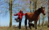 Formation Objectif : Sérénité avec ton cheval